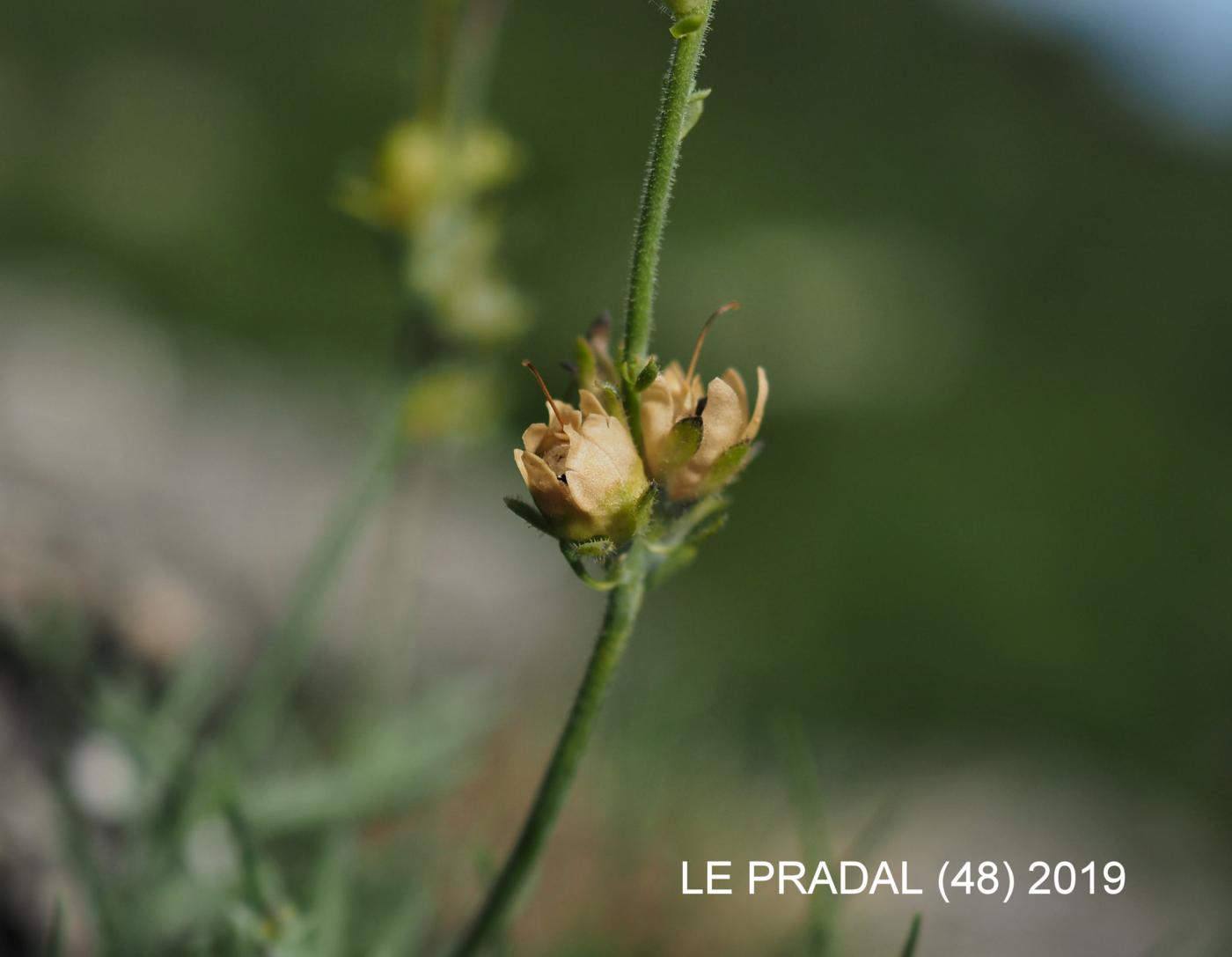 Toadflax, Long-spurred fruit